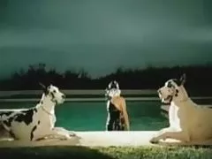 La ragazza di mio fratello, un nero molto sporco ...